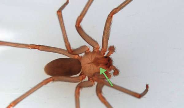Brown recluse spider—note the violin pattern on the dorsal cephalothorax