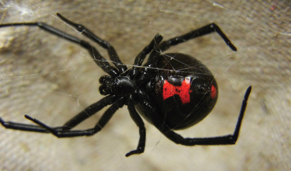 Black widow spider—note the red/orange hourglass on the ventral abdomen