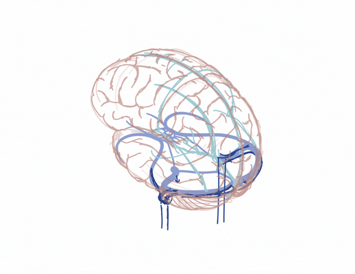 medical illustration process shown in a GIF of the dural venous sinuses of the brain