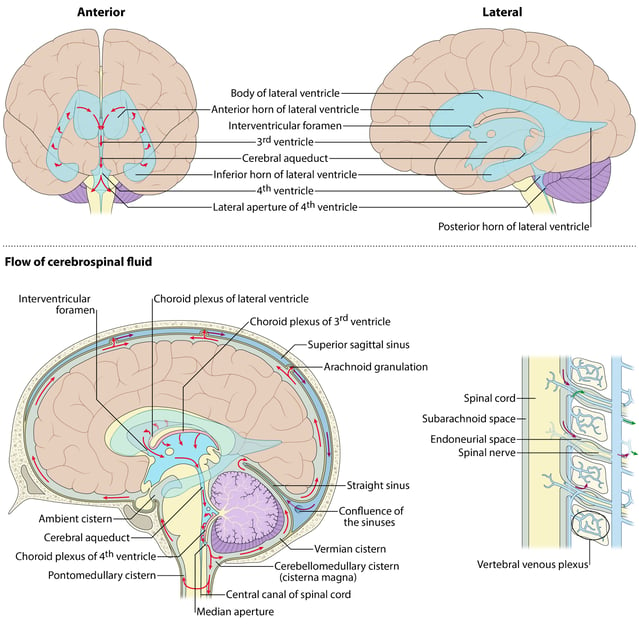 Full color drawing of the ventricular system including anterior, lateral, and flow of cerebrospinal fluid