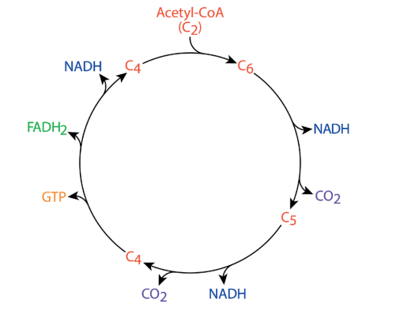 Figure 19: NADH and FADH2 production in the citric acid cycle