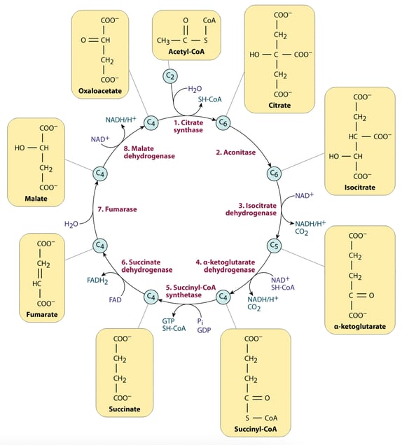 Figure 21: eight steps of the citric acid cycle