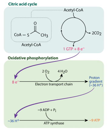 Figure 20: Electron production in the citric acid cycle and use in oxidative phosphorylation