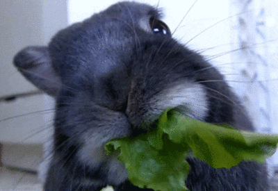 bunny eating lettuce