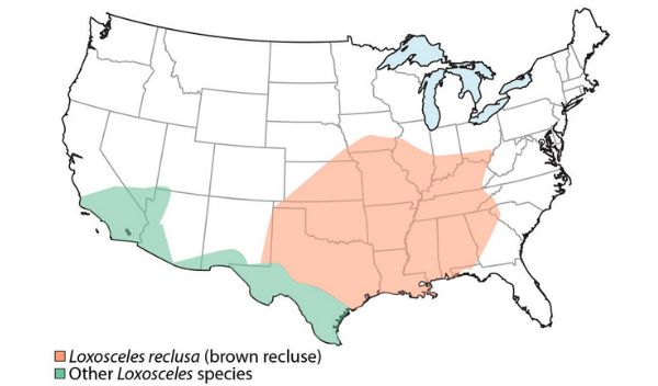 Geographic distribution of poisonous spiders aka creepy crawlies