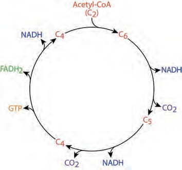 NADH and FADH2 production in the citric acid cycle