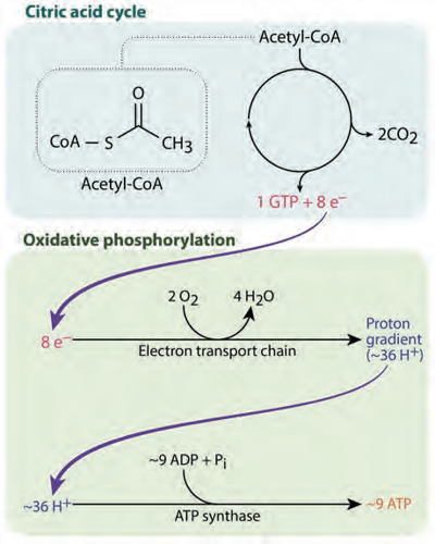 Electron production in the citric acid cycle and use in oxidative phosphorylation