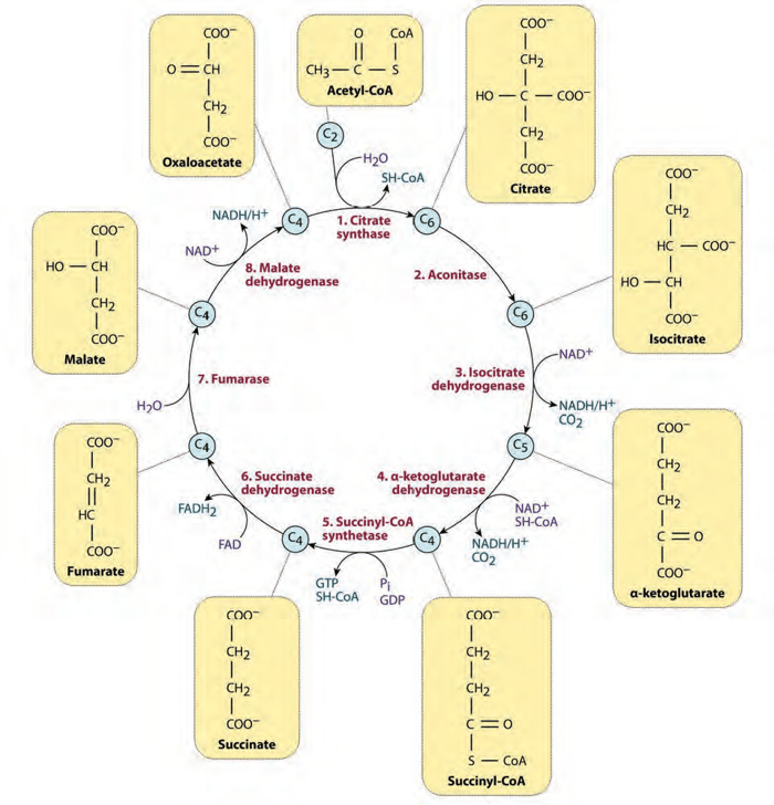 The citric acid cycle