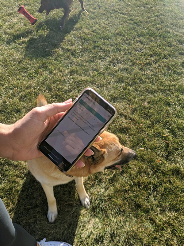 Study your online flashcards at the dog park! 